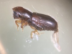 Gnathotrichus