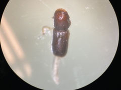 Gnathotrichus