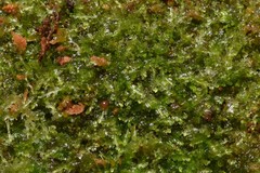 Cephaloziellaceae