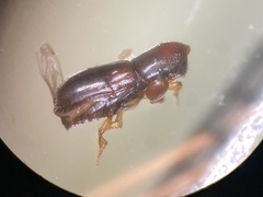 Gnathotrichus