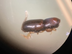 Gnathotrichus