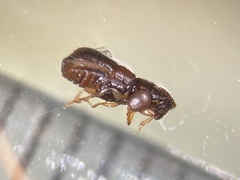 Gnathotrichus