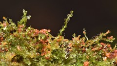 Cephaloziellaceae
