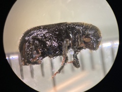 Dendroctonus terebrans