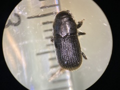 Dendroctonus terebrans