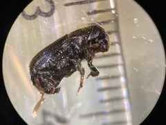 Dendroctonus terebrans