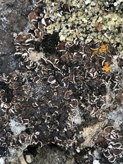 Squamarina cartilaginea