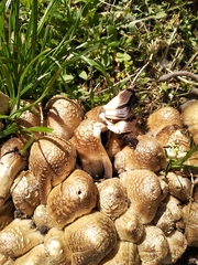 Coprinopsis strossmayeri