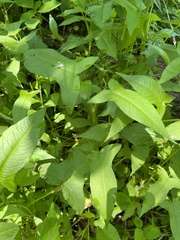 Persicaria arifolia