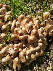 Coprinopsis strossmayeri