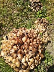 Coprinopsis strossmayeri