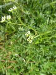 Valerianella dentata