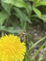 Andrena crataegi