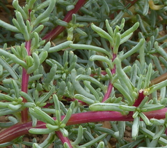 Halogeton sativus