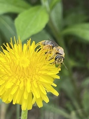 Andrena crataegi