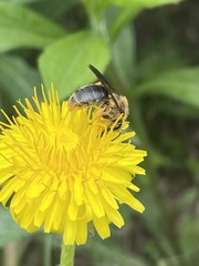 Andrena crataegi