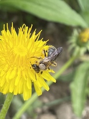 Andrena crataegi