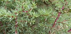Halogeton sativus