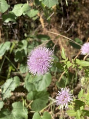 Monardella sheltonii