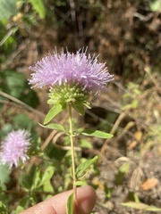 Monardella sheltonii
