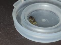 Heliophanus flavipes