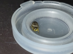 Heliophanus flavipes