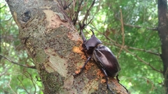 Trypoxylus dichotomus tsunobosonis