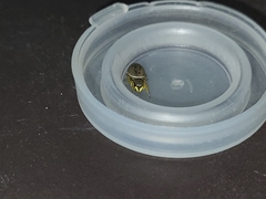 Heliophanus flavipes