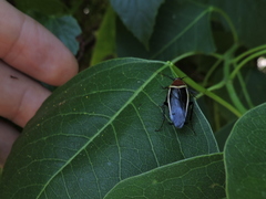 Pseudomops septentrionalis