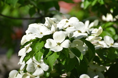 Cornus