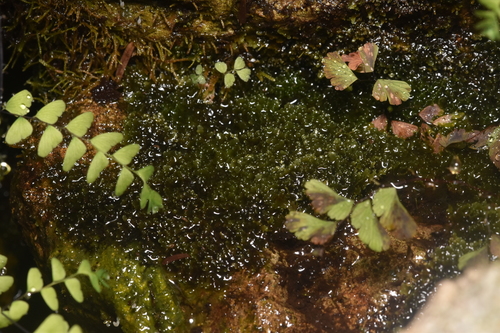Image of Bog Germanderwort by no rights reserved