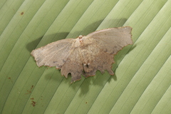 Eutomopepla discuneata