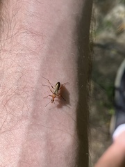 Cephaloon lepturides