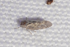 Cedusa maculata
