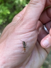 Cephaloon lepturides