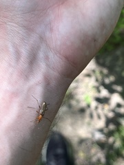 Cephaloon lepturides