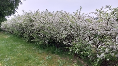 Malus dasyphylla