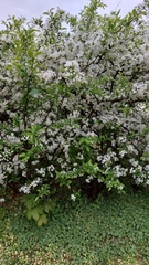 Malus dasyphylla
