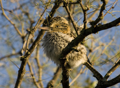 Nystalus maculatus