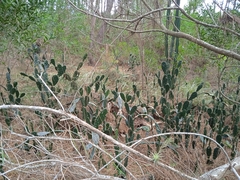 Opuntia arechavaletae