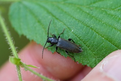 Tetropium castaneum