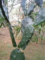 Opuntia arechavaletae