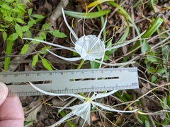 Hymenocallis crassifolia