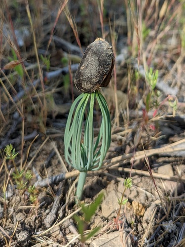 Pinus sabiniana, photographed by an iNaturalist contributor