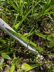 Hymenocallis crassifolia