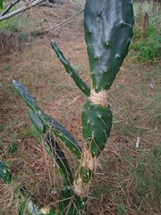 Opuntia arechavaletae