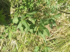 Physochlaina physaloides