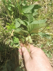 Physochlaina physaloides