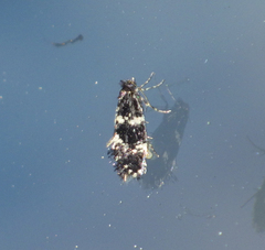 Narycia duplicella