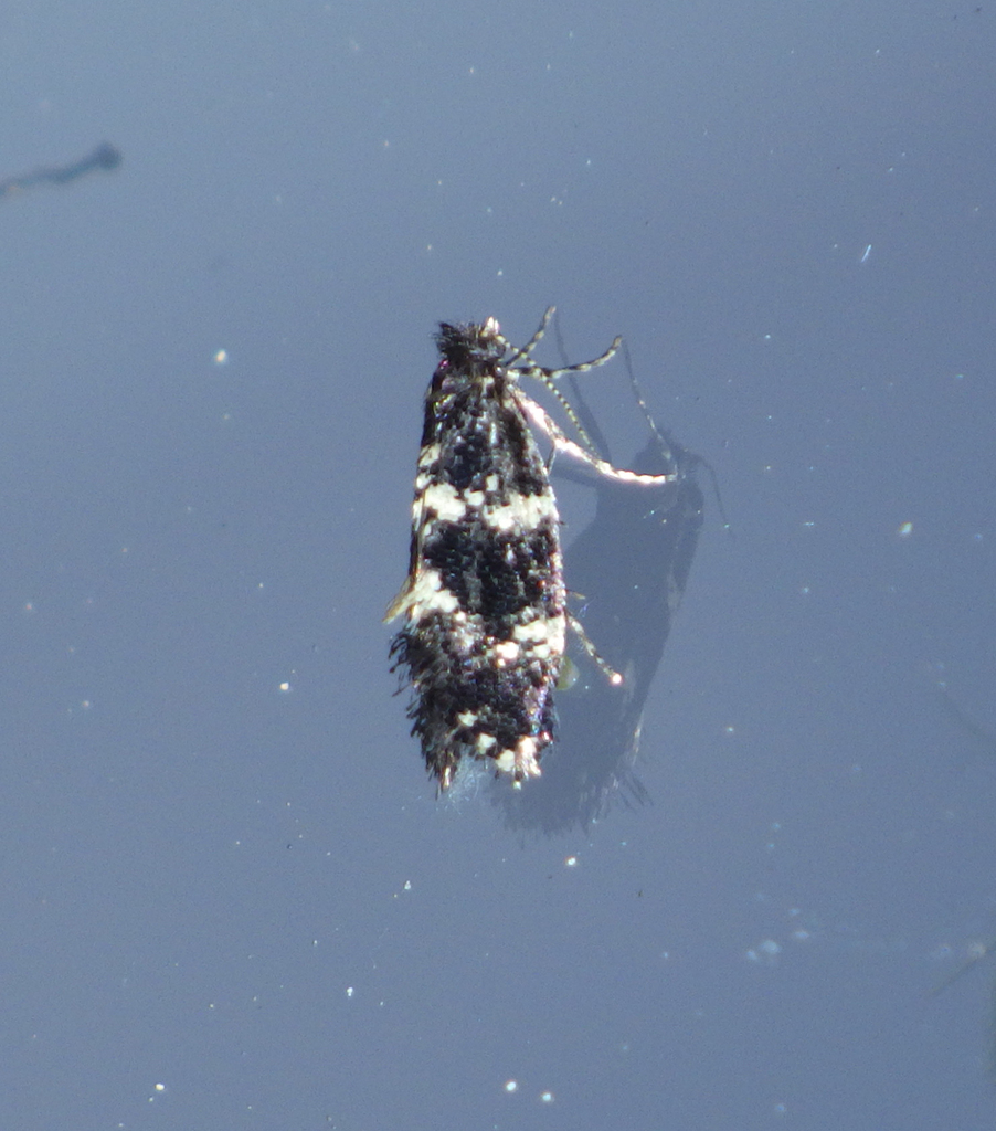 White-speckled Smoke